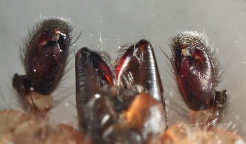 Réf. 321 865 : Clubiona pallidula