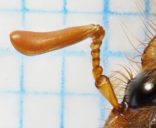 Rhizotrogus cicatricosus