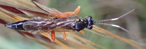 Syspasis scutellator