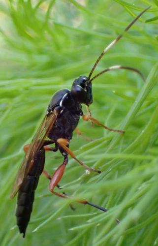 Syspasis scutellator