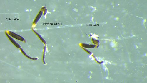 Liriomyza orbona