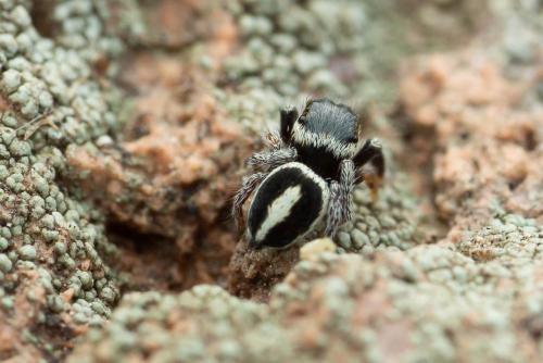 Réf. 321 146 : Pellenes geniculatus