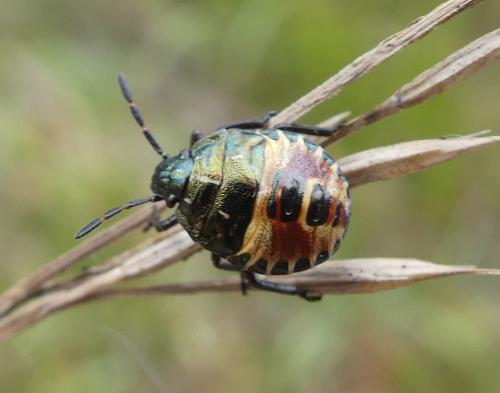 Carpocoris melanocerus
