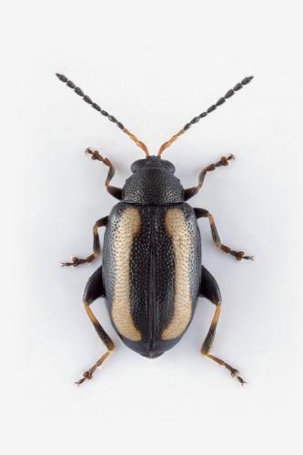 Réf. 321 190 : Phyllotreta undulata