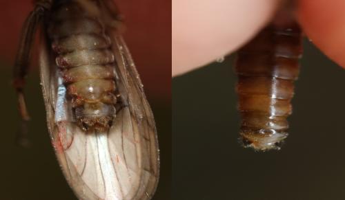 Nemoura cinerea