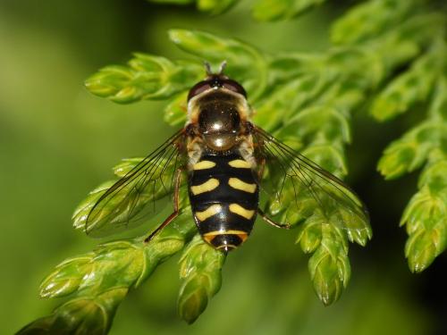 Réf. 321 026 : Eupeodes luniger