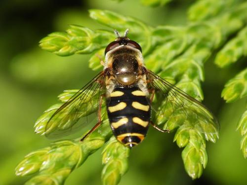 Réf. 321 028 : Eupeodes luniger