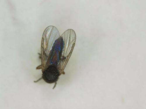 Atrichopogon sp.