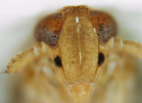 Kelisia confusa