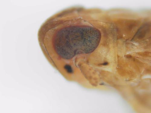 Kelisia confusa
