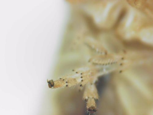 Kelisia confusa
