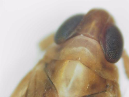 Kelisia confusa