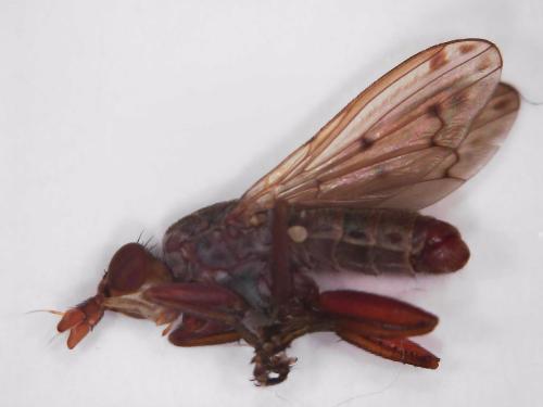 Réf. 321 501 : Elgiva cucularia