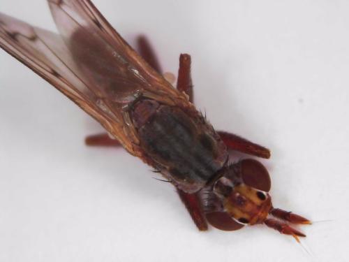 Réf. 321 502 : Elgiva cucularia