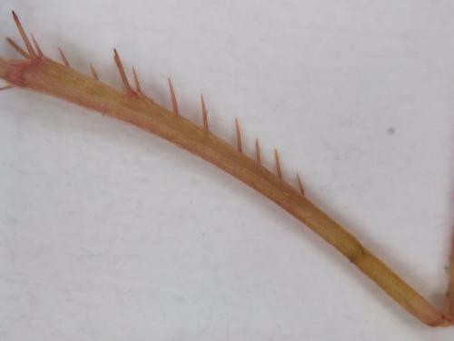 Grammotaulius nigropunctatus