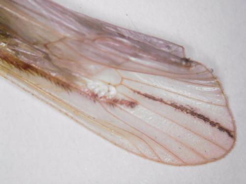 Grammotaulius nigropunctatus