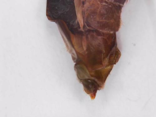 Grammotaulius nigropunctatus