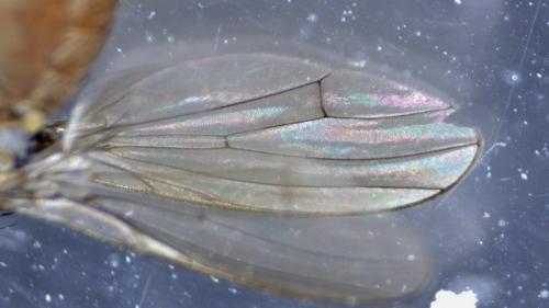 Réf. 321 201 : Tephrochlamys rufiventris