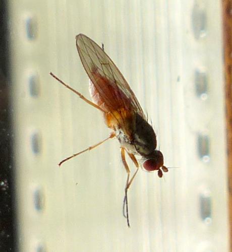 Réf. 321 200 : Tephrochlamys rufiventris