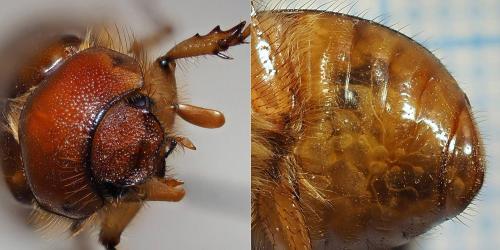 Rhizotrogus cicatricosus