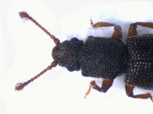 Monotoma sp.