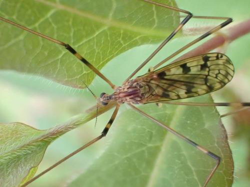 Réf. 321 976 : Metalimnobia quadrimaculata