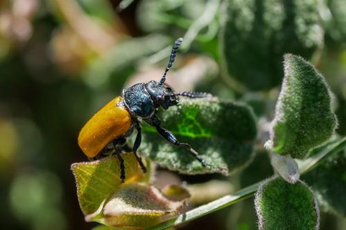 Réf. 321 203 : Labidostomis taxicornis