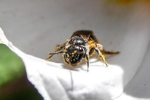 Lasioglossum sp.