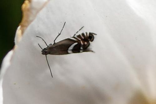 Réf. 321 207 : Grapholita sp.