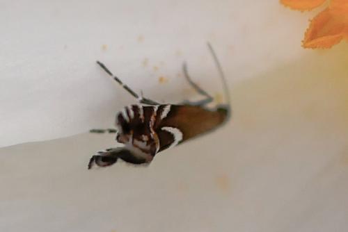 Grapholita sp.