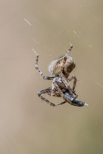 Agalenatea redii