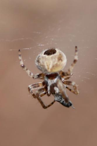 Agalenatea redii