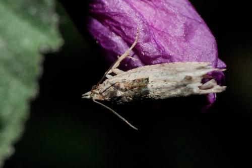 Réf. 321 411 : Crocidosema plebejana