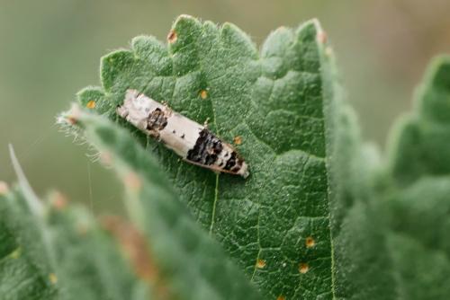 Réf. 321 491 : Epinotia thapsiana