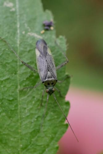 Réf. 321 534 : Closterotomus trivialis