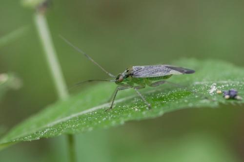 Closterotomus trivialis