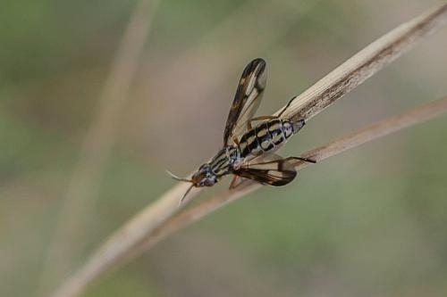 Réf. 321 692 : Dorycera grandis
