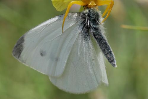 Réf. 321 738 : Pieris rapae