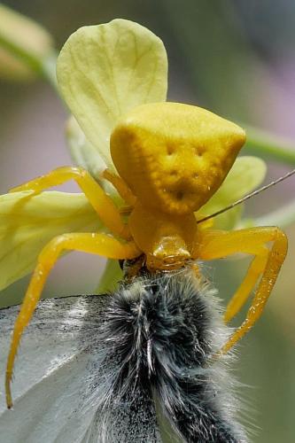 Réf. 321 740 : Thomisus onustus