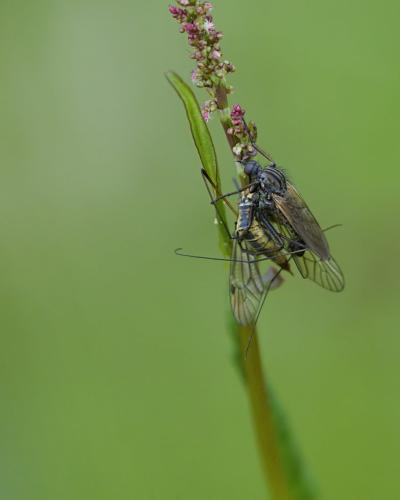 Empis tessellata