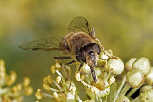 Réf. 321 420 : Eristalis pertinax