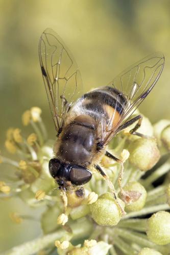 Réf. 321 421 : Eristalis pertinax