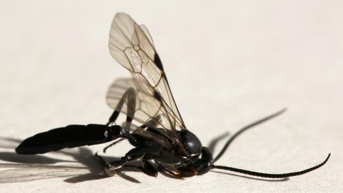 Coelichneumon eburnifrons