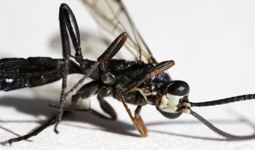 Coelichneumon eburnifrons