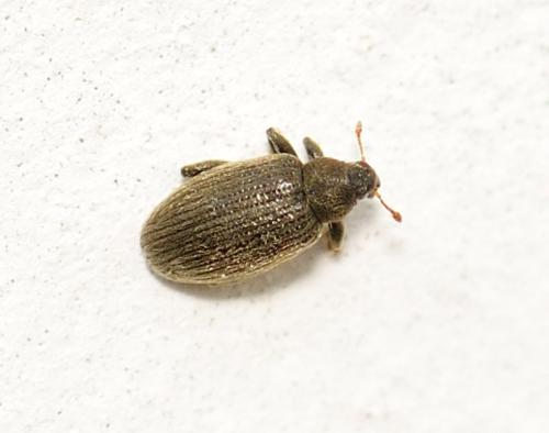 Orchestes fagi