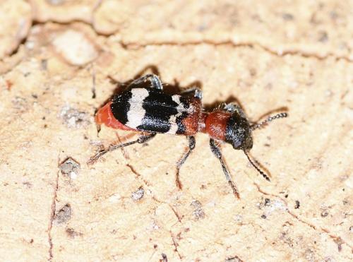 Réf. 321 514 : Thanasimus formicarius