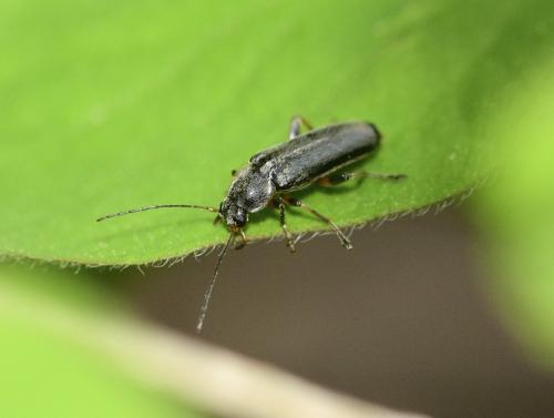Réf. 321 557 : Osphya bipunctata