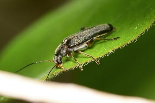 Réf. 321 558 : Osphya bipunctata