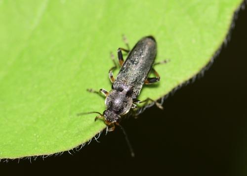 Réf. 321 559 : Osphya bipunctata