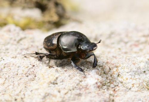 Réf. 321 897 : Onthophagus medius
